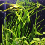 植栽から23日目　スクリューバリスネリア